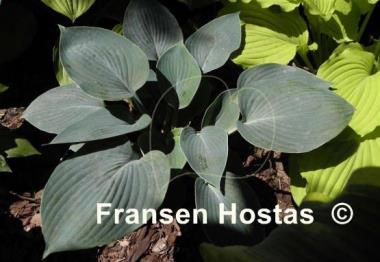 Hosta Camelot