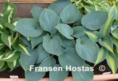 Hosta Camelot