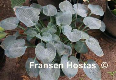 Hosta Camelot