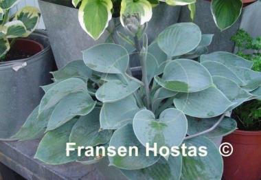 Hosta Camelot