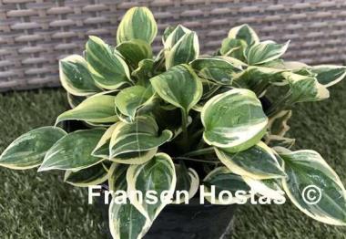 Hosta Cameo