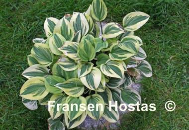 Hosta Cameo