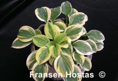Hosta Cameo