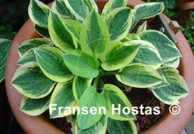 Hosta Cameo