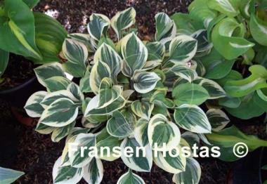 Hosta Cameo