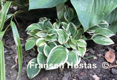 Hosta Cameo