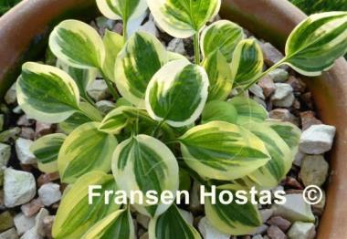 Hosta Cameo