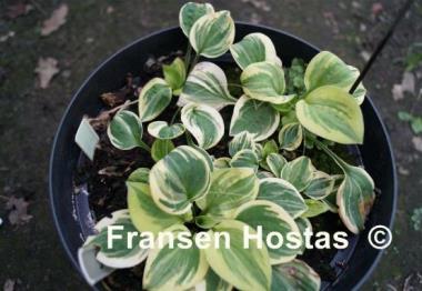 Hosta Cameo