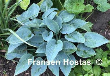 Hosta Canadian Blue