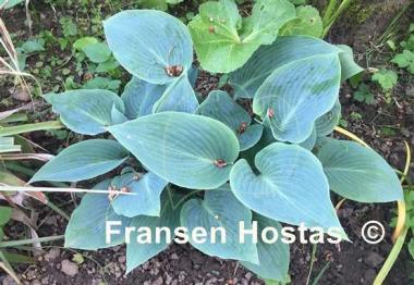 Hosta Canadian Blue