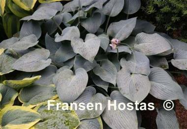 Hosta Canadian Blue