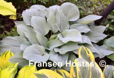 Hosta Canadian Blue