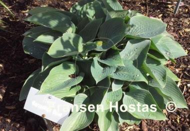 Hosta Canadian Blue