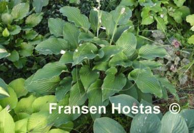 Hosta Candle Wax
