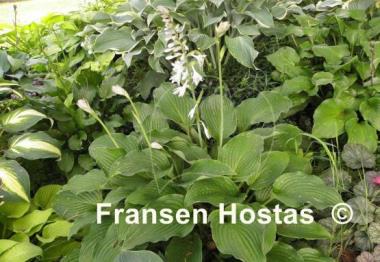 Hosta Candle Wax