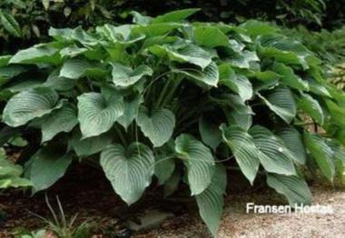 Hosta Candle Wax
