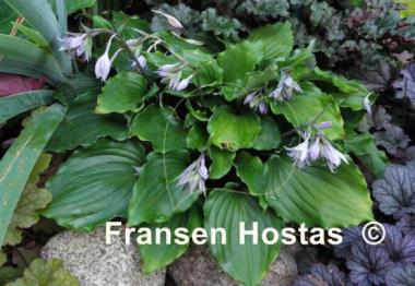 Hosta Candy Dish