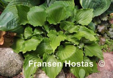 Hosta Candy Dish