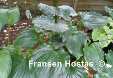 Hosta Candy Dish