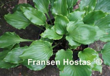 Hosta Candy Dish