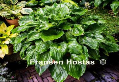 Hosta Candy Dish