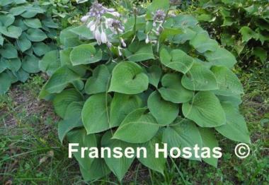 Hosta Candy Hearts