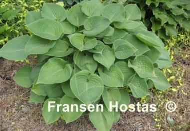 Hosta Candy Hearts
