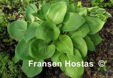 Hosta Candy Hearts