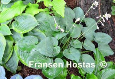 Hosta Candy Hearts