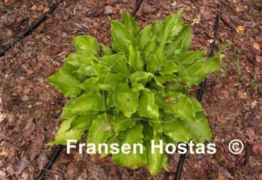 Hosta Candy Kisses