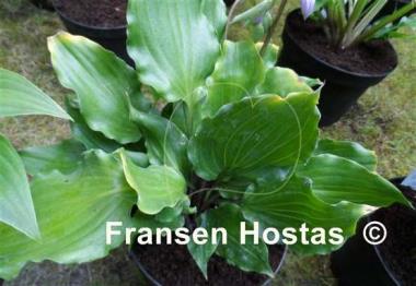 Hosta Candy Kisses