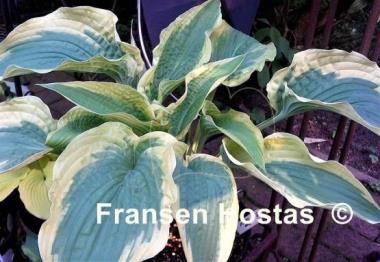 Hosta Cape Cod