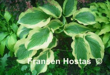 Hosta Cape Cod