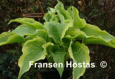 Hosta Cape Cod