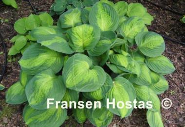 Hosta Captain Kirk