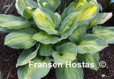 Hosta Captain Kirk