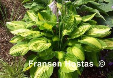 Hosta Captain Kirk