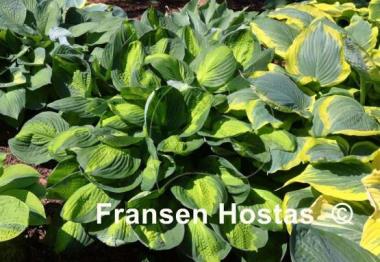 Hosta Captain Kirk