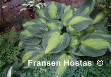 Hosta Captain Kirk