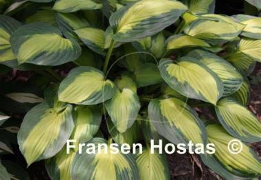 Hosta Captain Kirk