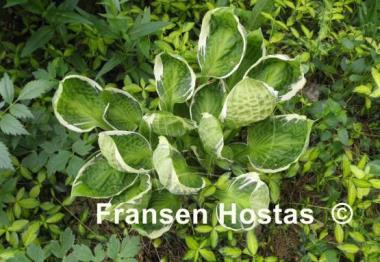 Hosta Captain's Adventure