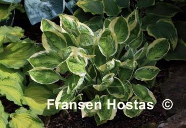 Hosta Captain's Adventure