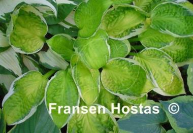 Hosta Captain's Adventure