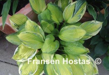 Hosta Captain's Adventure