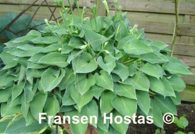 Hosta Carl