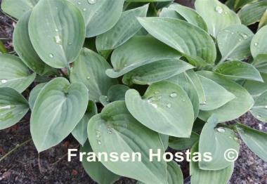Hosta Carl