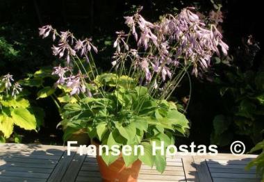 Hosta Carl