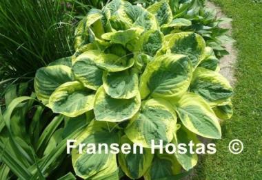 Hosta Carnival