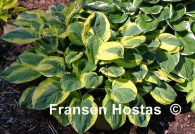 Hosta Carnival