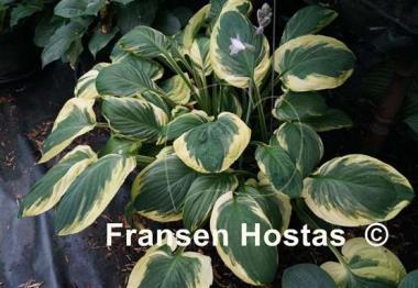Hosta Carnival